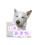 Y's あにまるず（個別スタンプ：15）