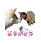 Y's あにまるず（個別スタンプ：17）