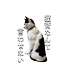 Y's あにまるず（個別スタンプ：18）