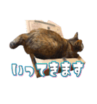 Y's あにまるず（個別スタンプ：19）