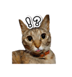 Y's あにまるず（個別スタンプ：20）
