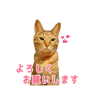 Y's あにまるず（個別スタンプ：22）