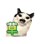 Y's あにまるず（個別スタンプ：25）