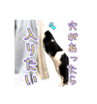 Y's あにまるず（個別スタンプ：26）