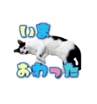 Y's あにまるず（個別スタンプ：27）