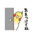 オカメインコ生活りたーんず（個別スタンプ：12）