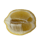 レモン シトロン スタンプ 1（個別スタンプ：9）