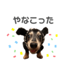 ちょこちゃんすたんぷ1（個別スタンプ：13）