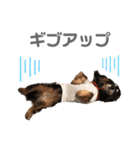 ちょこちゃんすたんぷ1（個別スタンプ：15）