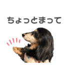 ちょこちゃんすたんぷ1（個別スタンプ：17）