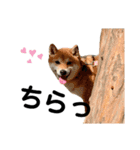 うちの鼻黒わんことお友達大集合（個別スタンプ：8）