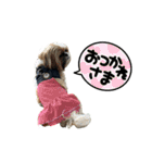 うちの鼻黒わんことお友達大集合（個別スタンプ：24）