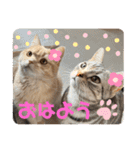 アメショ♡スコ♡マルプー（個別スタンプ：1）