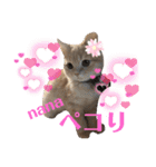 アメショ♡スコ♡マルプー（個別スタンプ：4）