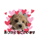 アメショ♡スコ♡マルプー（個別スタンプ：5）