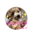 アメショ♡スコ♡マルプー（個別スタンプ：7）