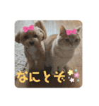 アメショ♡スコ♡マルプー（個別スタンプ：11）