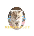 アメショ♡スコ♡マルプー（個別スタンプ：12）