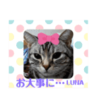 アメショ♡スコ♡マルプー（個別スタンプ：13）