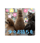 アメショ♡スコ♡マルプー（個別スタンプ：14）