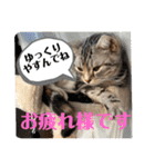 アメショ♡スコ♡マルプー（個別スタンプ：17）
