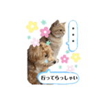アメショ♡スコ♡マルプー（個別スタンプ：18）