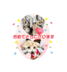アメショ♡スコ♡マルプー（個別スタンプ：19）