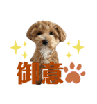 アメショ♡スコ♡マルプー（個別スタンプ：24）