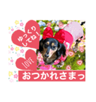 ダックスLoveちゃん6（個別スタンプ：1）