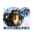 ダックスLoveちゃん6（個別スタンプ：2）