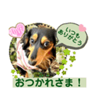 ダックスLoveちゃん6（個別スタンプ：4）