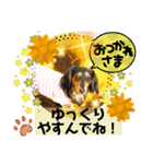 ダックスLoveちゃん6（個別スタンプ：5）