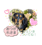 ダックスLoveちゃん6（個別スタンプ：6）