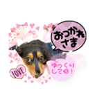 ダックスLoveちゃん6（個別スタンプ：7）