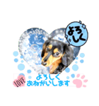 ダックスLoveちゃん6（個別スタンプ：8）