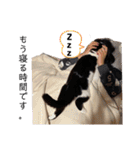 我が家のニャーたち（個別スタンプ：6）