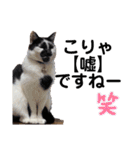 我が家のニャーたち（個別スタンプ：8）