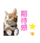 我が家のニャーたち（個別スタンプ：9）