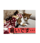 我が家のニャーたち（個別スタンプ：11）