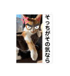 我が家のニャーたち（個別スタンプ：12）