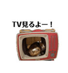 我が家のニャーたち（個別スタンプ：18）