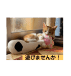 我が家のニャーたち（個別スタンプ：19）