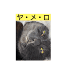 我が家のニャーたち（個別スタンプ：22）