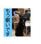 我が家のニャーたち（個別スタンプ：24）