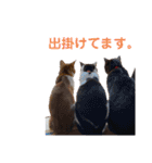 我が家のニャーたち（個別スタンプ：26）