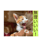 我が家のニャーたち（個別スタンプ：27）