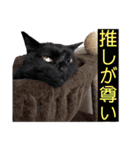 我が家のニャーたち（個別スタンプ：28）