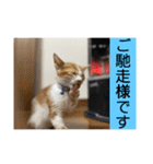 我が家のニャーたち（個別スタンプ：29）