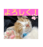 我が家のニャーたち（個別スタンプ：30）