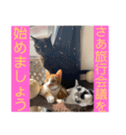 我が家のニャーたち（個別スタンプ：31）